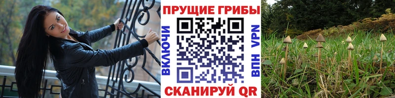 Псилоцибиновые грибы прущие грибы наркотики Бабаево